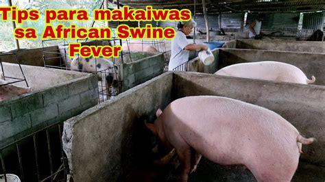 bakit nagsusuka ang baboy|African Swine Fever .